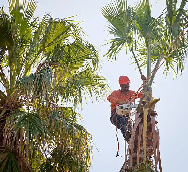 Tree Health Inspection